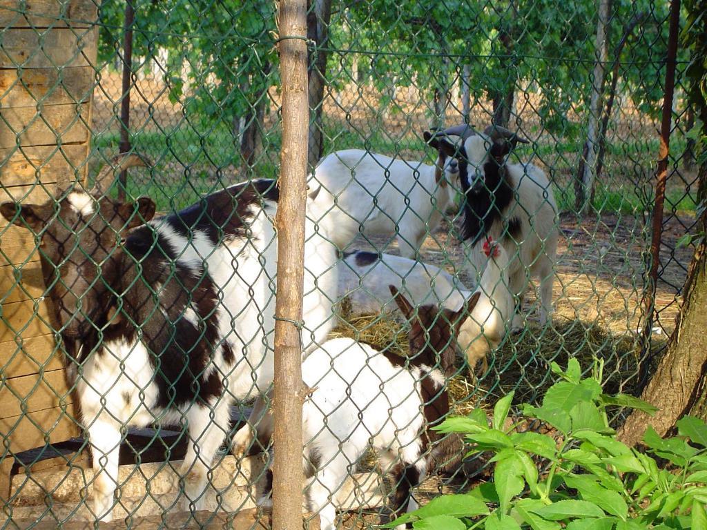 Sant'Andrea Agriturismo Con Cantina Martignago Vignaioli Asolo Prosecco Docg Wines Maser Exterior photo