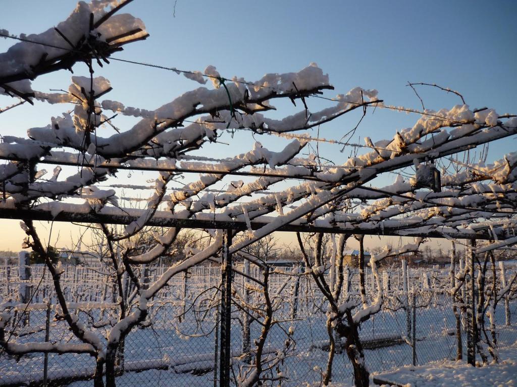 Sant'Andrea Agriturismo Con Cantina Martignago Vignaioli Asolo Prosecco Docg Wines Maser Exterior photo