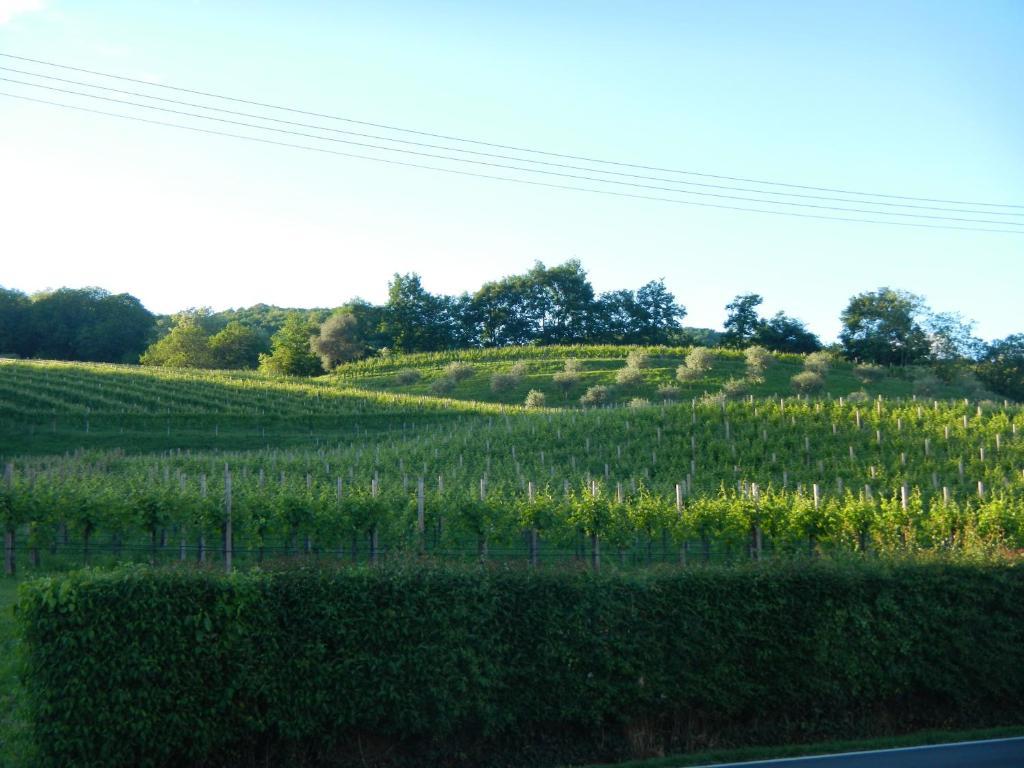 Sant'Andrea Agriturismo Con Cantina Martignago Vignaioli Asolo Prosecco Docg Wines Maser Exterior photo
